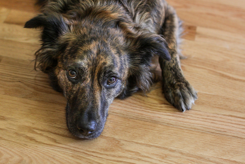 上に立ちたいからではない！犬の「マウンティング」の意味と正しい止めさせ方