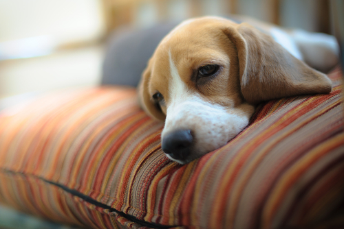 犬の睡眠時間は◯◯時間!犬の睡眠メカニズムと寝ているときの注意点