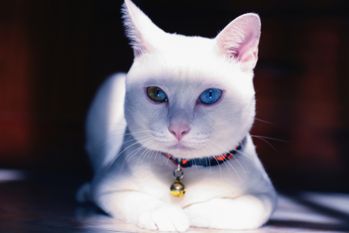 神秘的…だけど病気になりやすいって本当?猫の「オッドアイ」の特徴と猫の目の色について