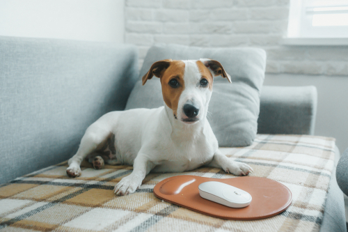 世界に1つだけ!オーダーメイドで作る愛犬&愛猫プリントグッズ5選
