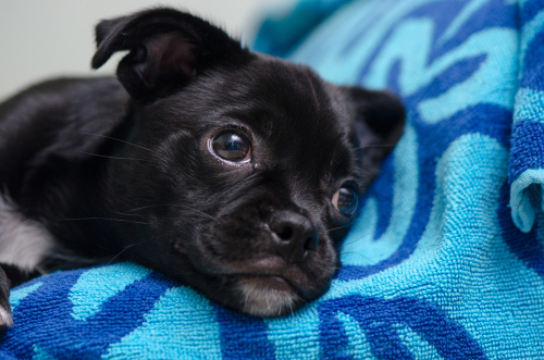 「MIX犬」は雑種と違うの?飼う前に知っておきたい「MIX犬」の特徴と気をつけるべき病気