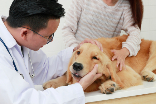 目が白くなるのは白内障だけじゃない…!犬の「角膜内皮ジストロフィー」とは?