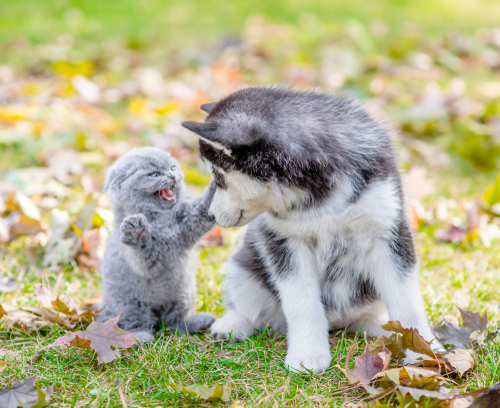 子犬の飼い主さん注目!体が未発達だからこそ特に気を付けてあげたい病気・ケガ