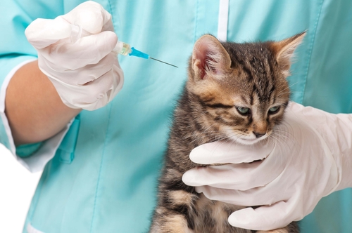 接種時期はどうしたら?猫のワクチンに関する正しい知識