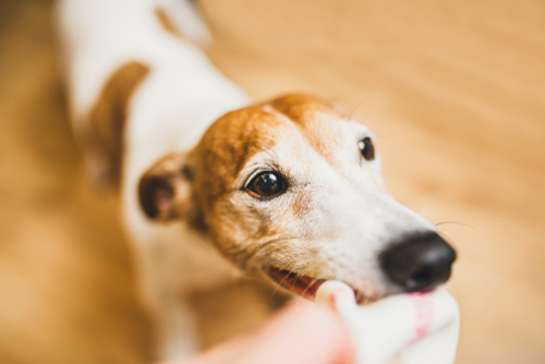 犬の「甘噛み」叱った方がいいの?「本気噛み」との違いと正しいしつけ方