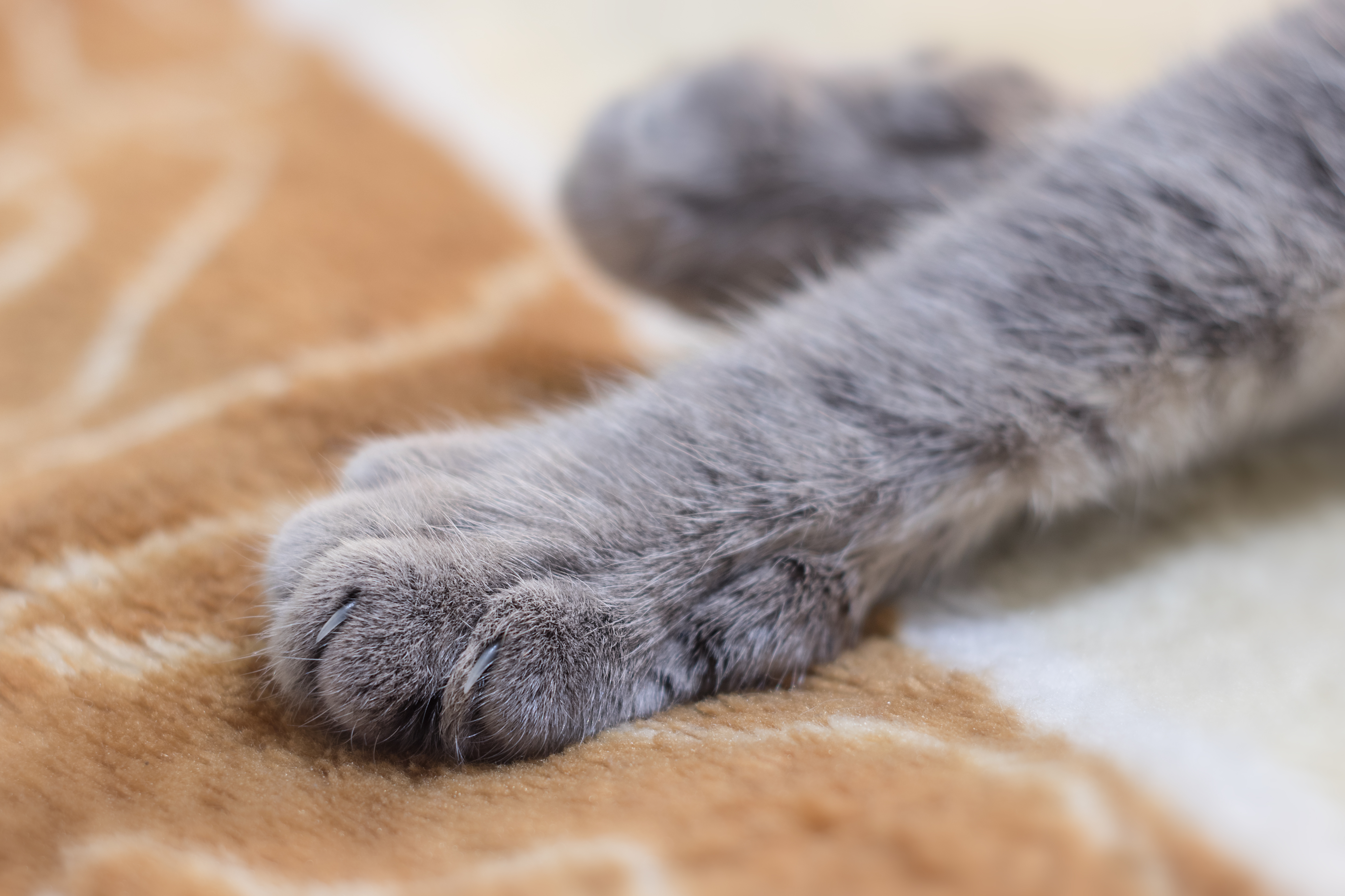猫が毛布を「もみもみ」「ふみふみ」…飼い主さんや毛布を踏んでいるのはどんな理由?