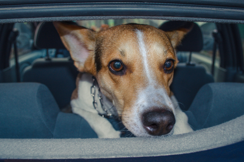 吐く、吠える、震える…犬の車嫌いは治る?犬が車を苦手な理由とその克服方法
