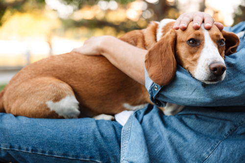 最初に覚えさせたいしつけナンバーワン!犬と「アイコンタクト」を取るときのポイント