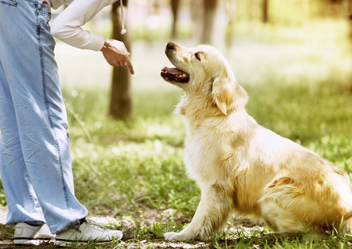 叩くのは全てNG！飼い主なら知ってほしい、しつけと虐待の線引き