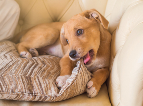 上に立ちたいからではない！犬の「マウンティング」の意味と正しい止めさせ方