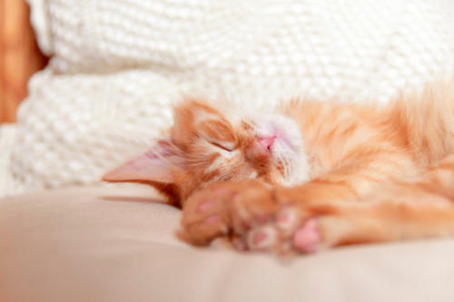 一人暮らしで猫は飼える?猫と暮らしたい方に確認してほしいお部屋作り7つのポイント