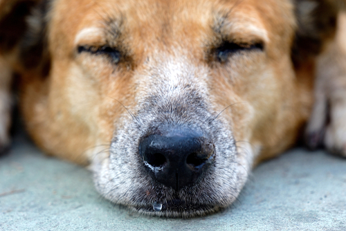 子犬は特に注意!犬も風邪を引く…ケンネルコフ(犬伝染性気管気管支炎)は人にもうつるの?