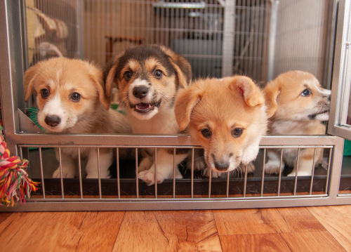 里親になるには?保護犬・保護猫の幸せのために私たちができること~前編~