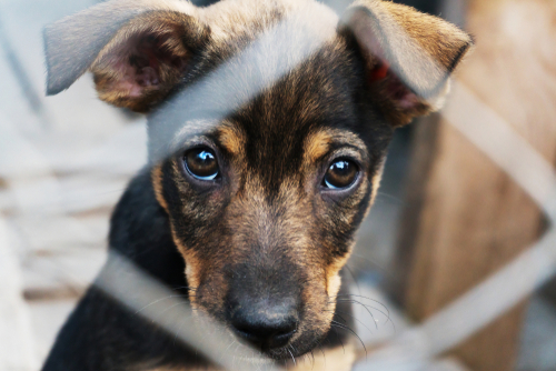里親になるには?保護犬・保護猫の幸せのために私たちができること~前編~
