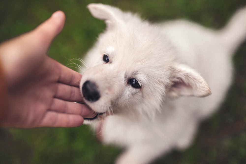 犬の「甘噛み」叱った方がいいの?「本気噛み」との違いと正しいしつけ方