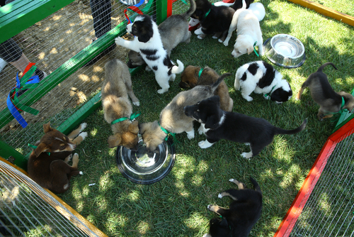 里親になるには?保護犬・保護猫の幸せのために私たちができること~前編~