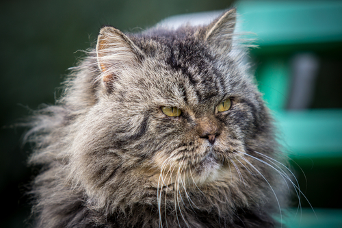 高齢になる前に愛猫へできることは?シニア猫の特徴と飼い主さんが気をつけたいこと