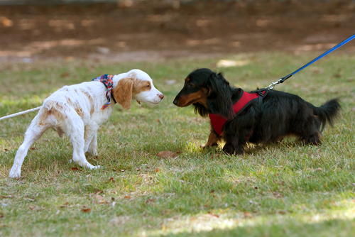 目からウロコ!飼い主さんに知ってほしい犬の「行動心理」の基礎知識