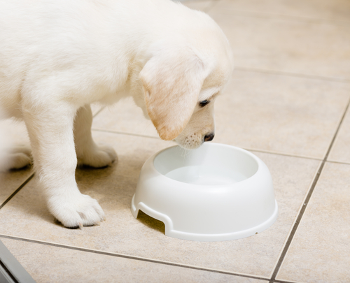 犬が吐いたけど大丈夫？すぐに受診したい緊急性のある症状と家庭でできる対処法