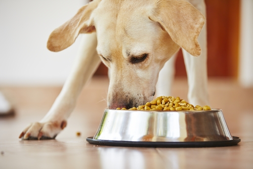 夜中のうんちはどうしたら？「犬のトイレ」片付けすべきタイミング