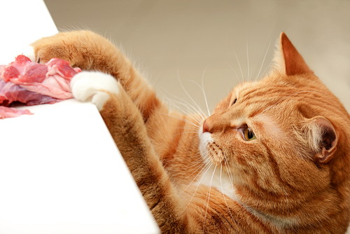 なんでそんなに夢中なの?猫が「魚」を好きな理由を獣医師が解説