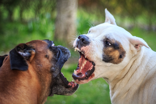 犬の目がくっついた…？目が開かなくなったときに考えられる原因5つ