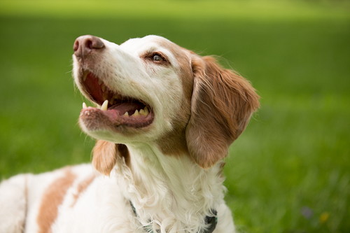 環境を見直して負担軽減!高齢犬の「お世話」マル秘テクニック