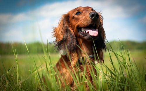 実は身近にいるかも…!「寄生虫」による犬の疾患について