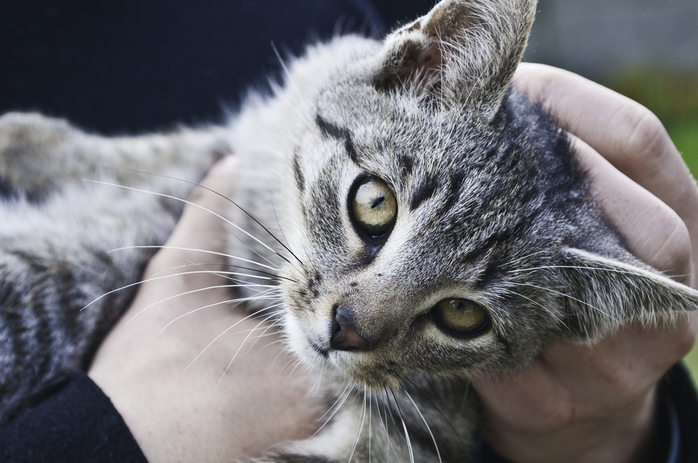 頭をスリスリ…信頼するとこんな姿に♡大好きな人にだけ見せる猫の仕草5つ