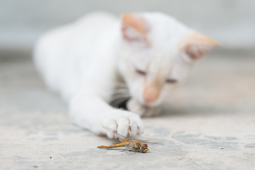 愛猫が虫をムシャムシャ…止めるべき?猫が虫を食べる理由と注意したい危険な虫