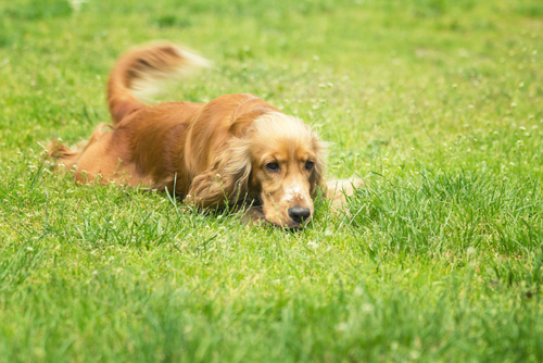 犬同士でどんな会話をしているの?他の犬に会ったときのボディランゲージを行動学的に解説!
