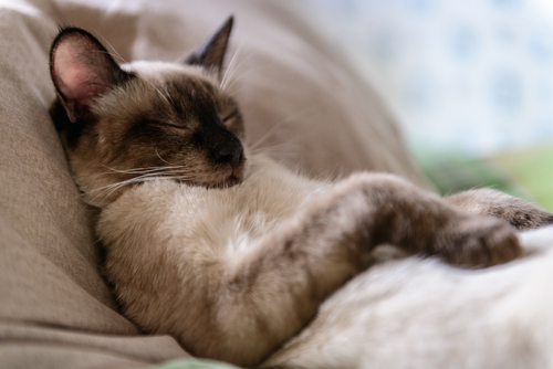 愛猫の年齢は人でいうと何歳?猫の年齢を見分ける方法