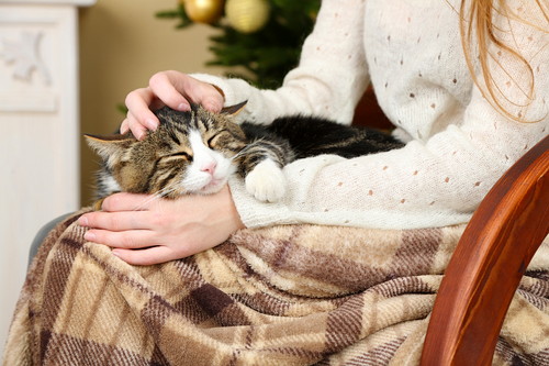 季節の変わり目は特に注意!猫の「風邪予防」実践したい習慣5つ