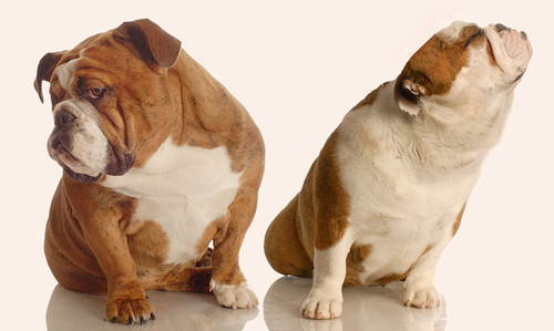 よく観察して序列関係を理解しよう!同居犬同士の「ケンカ」を防ぐ方法
