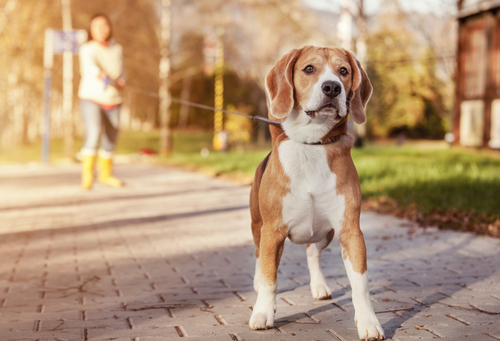 最初が肝心!愛犬のお散歩デビューを成功に導く方法