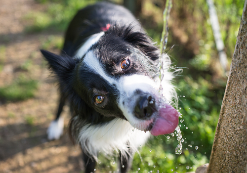 うちの子、水飲みすぎ?犬猫が1日に必要な飲水量と脱水症について