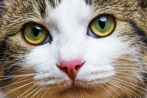 目の健康のために!猫にとらせてあげたい成分とサプリメントの選び方