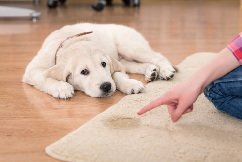 おもらしの原因はオスとメスで違う!犬の「尿もれ」の原因と家庭でできる対策