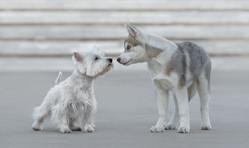 子犬は特に注意!犬も風邪を引く…ケンネルコフ(犬伝染性気管気管支炎)は人にもうつるの?