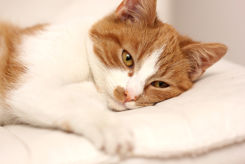 高齢になる前に愛猫へできることは?シニア猫の特徴と飼い主さんが気をつけたいこと
