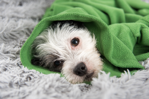 子犬の飼い主さん注目!体が未発達だからこそ特に気を付けてあげたい病気・ケガ