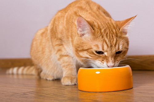 安全に痩せるためにはどうしたらいい?猫の「ダイエット」気になる手順を紹介