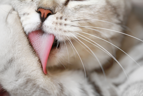 猫のザラザラ舌のひみつ!舐めることから発展する行動学的疾患を獣医師が解説