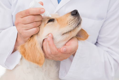 犬の目にゴミが入った!家庭でできる対処法と受診すべき状況を獣医師が解説