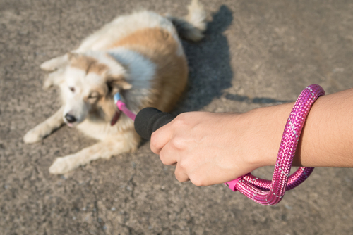 どうして歩いてくれないの?犬が散歩で歩かないときに考えられる理由3つ