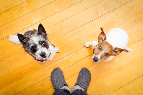 大型犬と小型犬、同時に飼っても大丈夫?大きさの違う犬の多頭飼いをするときに注意したいこと5つ