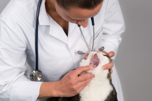 意外に気づいていないかも?猫の口内炎に早めに気づくためのポイント