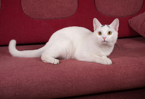 「猫のしっぽ」でわかる感情表現!感情を読み取ってもっと仲良くなろう