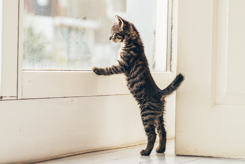 「猫のしっぽ」でわかる感情表現!感情を読み取ってもっと仲良くなろう