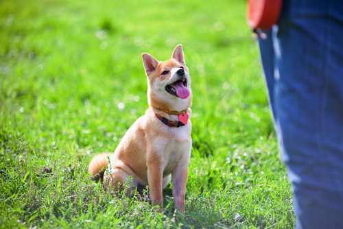 上に立ちたいからではない！犬の「マウンティング」の意味と正しい止めさせ方